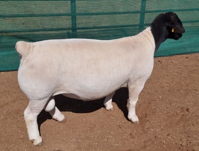 LOT 2 1X DORPER T5 RAM MICKEY PHILLIPS & SON