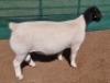LOT 2 1X DORPER T5 RAM MICKEY PHILLIPS & SON