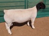 LOT 2 1X DORPER T5 RAM MICKEY PHILLIPS & SON - 2