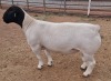 LOT 4 1X DORPER STUD RAM MICKEY PHILLIPS & SON