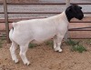 LOT 4 1X DORPER STUD RAM MICKEY PHILLIPS & SON - 2