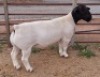 LOT 4 1X DORPER STUD RAM MICKEY PHILLIPS & SON - 2