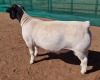 LOT 19 1X DORPER T5 RAM MICKEY PHILLIPS & SON