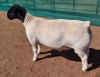 LOT 19 1X DORPER T5 RAM MICKEY PHILLIPS & SON - 2