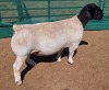 LOT 20 1X DORPER T5 RAM MICKEY PHILLIPS & SON