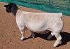 LOT 20 1X DORPER T5 RAM MICKEY PHILLIPS & SON - 2