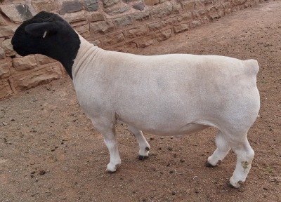 LOT 21 1X DORPER T5 RAM MICKEY PHILLIPS & SON