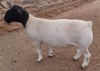 LOT 21 1X DORPER T5 RAM MICKEY PHILLIPS & SON - 2