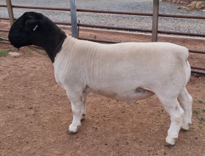 LOT 22 1X DORPER T5 RAM MICKEY PHILLIPS & SON