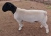 LOT 22 1X DORPER T5 RAM MICKEY PHILLIPS & SON - 2