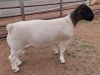 LOT 37 1X DORPER T5 RAM MICKEY PHILLIPS & SON