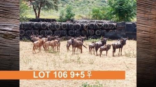 9+5X GOUE WILDEBEES (PER STUK OM LOT TE NEEM)