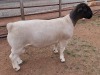 LOT 37 1X DORPER T5 RAM MICKEY PHILLIPS & SON - 2