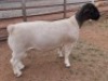 LOT 37 1X DORPER T5 RAM MICKEY PHILLIPS & SON - 2