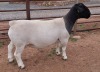 LOT 38 1X DORPER T5 RAM MICKEY PHILLIPS & SON - 2