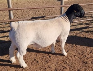 LOT 55 1X DORPER FLOCK RAM MICKEY PHILLIPS & SON