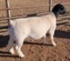 LOT 55 1X DORPER FLOCK RAM MICKEY PHILLIPS & SON - 2