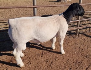 LOT 56 1X DORPER FLOCK RAM MICKEY PHILLIPS & SON