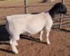LOT 56 1X DORPER FLOCK RAM MICKEY PHILLIPS & SON - 2
