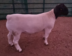 LOT 58 1X DORPER FLOCK RAM MICKEY PHILLIPS & SON