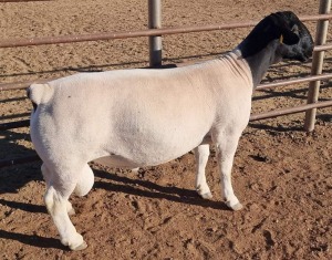 LOT 57 1X DORPER FLOCK RAM MICKEY PHILLIPS & SON