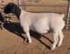 LOT 57 1X DORPER FLOCK RAM MICKEY PHILLIPS & SON - 2