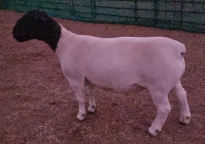 LOT 68 1X DORPER STUD RAM MICKEY PHILLIPS & SON