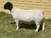 LOT 10 1X DORPER T5 RAM LEROY PHILLIPS & SON DORPERS