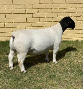 LOT 9 1X DORPER T5 RAM LEROY PHILLIPS & SON DORPERS