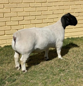 LOT 8 1X DORPER T5 RAM LEROY PHILLIPS & SON DORPERS