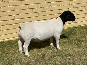 LOT 26 1X DORPER STUD RAM LEROY PHILLIPS & SON DORPERS