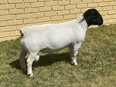 LOT 11 1X DORPER STUD RAM LEROY PHILLIPS & SON DORPERS