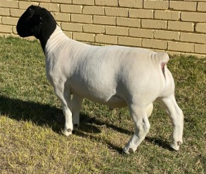 LOT 27 1X DORPER STUD RAM LEROY PHILLIPS & SON DORPERS