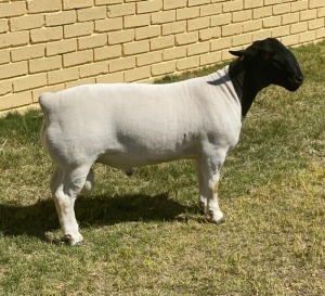 LOT 29 1X DORPER FLOCK RAM LEROY PHILLIPS & SON DORPERS