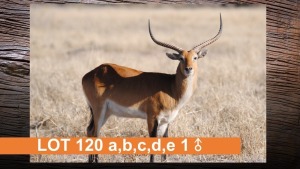 1X LECHWE (PER STUK OM LOT TE NEEM)