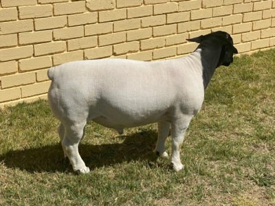 LOT 28 1X DORPER STUD RAM LEROY PHILLIPS & SON DORPERS