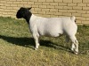 LOT 44 1X DORPER FLOCK RAM LEROY PHILLIPS & SON DORPERS