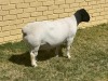 LOT 45 1X DORPER FLOCK RAM LEROY PHILLIPS & SON DORPERS