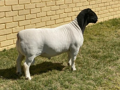 LOT 46 1X DORPER FLOCK RAM LEROY PHILLIPS & SON DORPERS