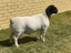 LOT 46 1X DORPER FLOCK RAM LEROY PHILLIPS & SON DORPERS
