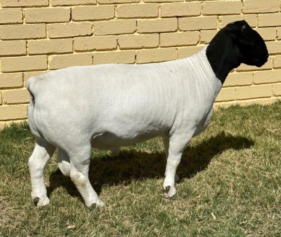 LOT 47 1X DORPER FLOCK RAM LEROY PHILLIPS & SON DORPERS