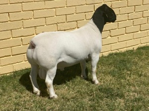 LOT 60 1X DORPER FLOCK RAM LEROY PHILLIPS & SON DORPERS