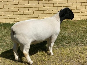 LOT 61 1X DORPER FLOCK RAM LEROY PHILLIPS & SON DORPERS