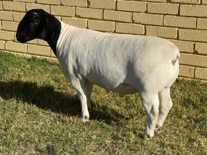 LOT 62 1X DORPER FLOCK RAM LEROY PHILLIPS & SON DORPERS