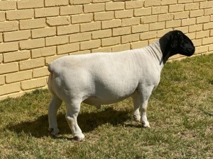 LOT 72 1X DORPER FLOCK RAM LEROY PHILLIPS & SON DORPERS