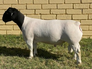 LOT 63 1X DORPER FLOCK RAM LEROY PHILLIPS & SON DORPERS