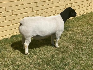 LOT 74 1X DORPER FLOCK RAM LEROY PHILLIPS & SON DORPERS