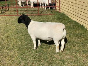 LOT 73 1X DORPER FLOCK RAM LEROY PHILLIPS & SON DORPERS