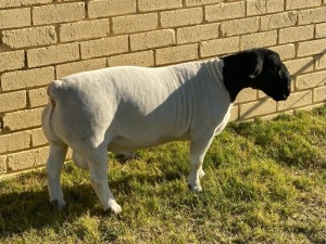 LOT 75 1X DORPER FLOCK RAM LEROY PHILLIPS & SON DORPERS