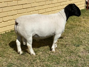 LOT 82 1X DORPER FLOCK RAM LEROY PHILLIPS & SON DORPERS